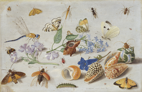 Butterflies and other Insects, 1661 (oil on copper)