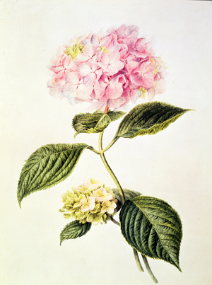 PD.64-1975 Hydrangea hortensia (w/c)