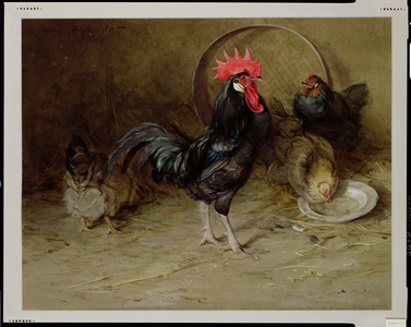 The Rooster (w/c on paper)