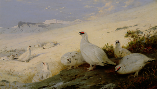 Ptarmigan, 1903 (oil on canvas)