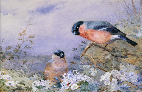 A Pair of Bullfinches Amongst the Blossom, 1909 (w/c and bodycolour on paper)