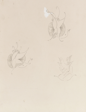 Two Whistler Butterflies and a destroyed sketch, c.1890 (pencil & Chinese white on paper)