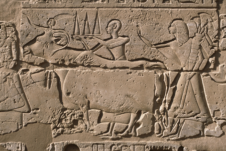 Detail of a relief depicting men leading a cow, Ramesses II (1298-32 BC) courtyard (limestone)