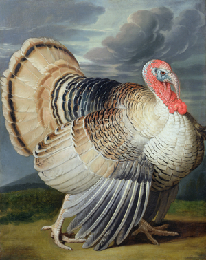 Portrait of a Turkey (oil on canvas)