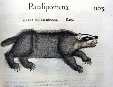 Badger, illustration from 'Historia Animalium' by Conrad Gesner, 1560 (colour litho)