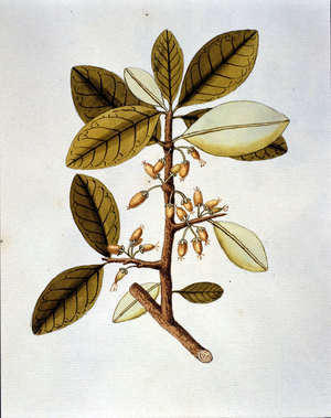 Botanical board depicting the coca plant (Erytroxilum Havanense) from the herbary of Nicolas Joseph Jacquin “Selectarum Stirpium Americanarum Historia”. sd early 18th century.