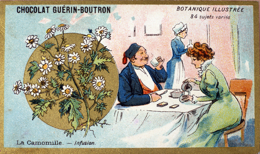 Chamomile: infusion. Engraving (chromo). Advertising chromolithography for Guerin-Boutron chocolates, late 19th century. Illustree Botanical Series.