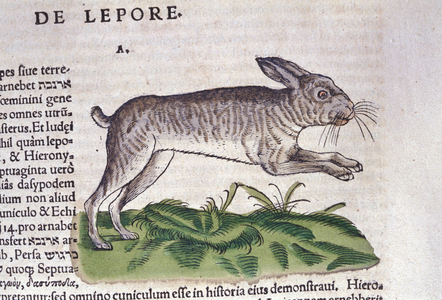 The hare after the Historia Animalium by Conrad Gesner, Tiguri 1560. Biblioteca nazionale Braidense. Milan