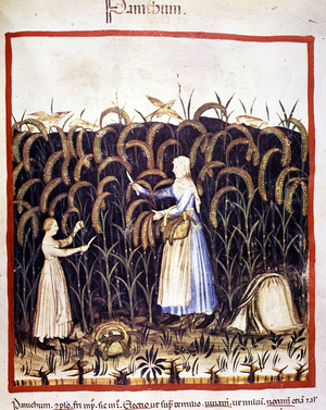 Agriculture. Recolle panic (cereal). Illumination from the milking of medicine and dietetics “” Tacuinum sanitatis””, 14th century. Bibl. Braidense, Milan