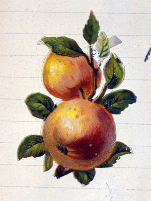 A peach, 19th century (chromolithograph)