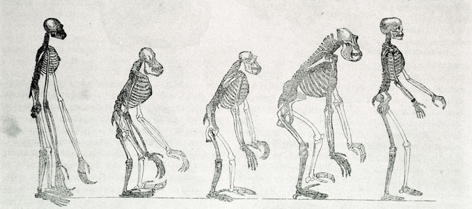 A comparee study of the skeletons of Man and monkeys: gibbon, orang outan (orang-utan, orang outang, orang-utang), chimpanze and gorilla.
