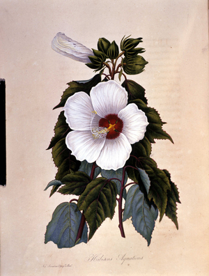 The ibiscus. Botanical board.