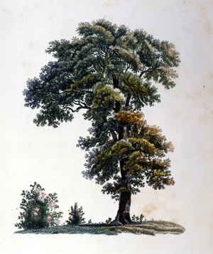 Oak. Engraving early 19th century.