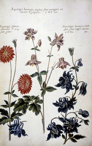 Botanical board: three kinds of Ancolies (Aquilegia) - In “” Historia botanica pratica, seu plantarum, quae ad usum medianae relevant, nomenclatura, descriptio et virtutes...”” by Giovanni Battista Morandi (? - 1761)
