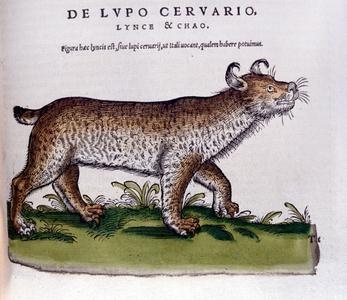 Representation of a lynx (wolf - deer) - Historia Animalium de Conrad Gesner (1516 - 1565), Tiguri, 1560. Bibl. Nazionale Braidense, Milan.