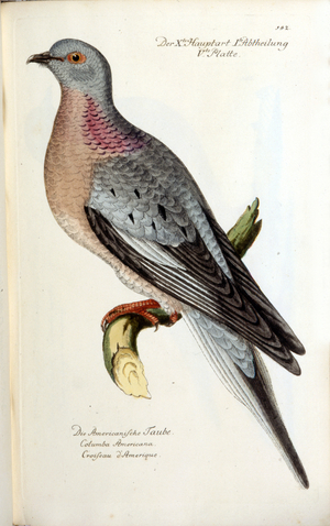 A migratory dove, now extinct. Zoological chart after Fritsch, 1743