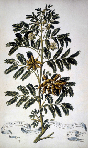 Botanical board: Mimosa. 19th century herbarium.