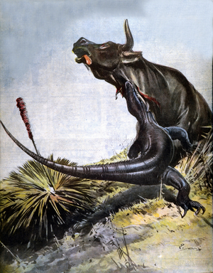 Varan de Komodo, 1912.