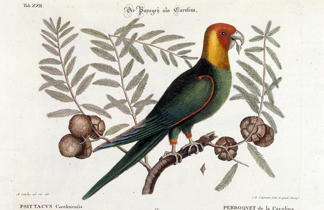Ornithology: Carolina parrot. (Psittacus caroliniensis)