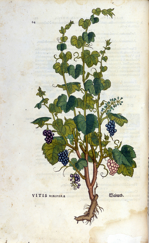 Red vine. 19th century herbarium.