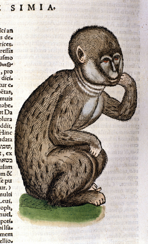 Monkey after the Historia Animalium by Conrad Gesner, Tiguri 1560. Biblioteca nazionale Braidense. Milan