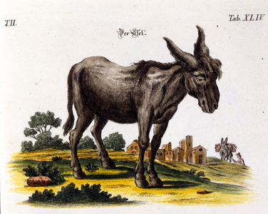 Ankey. 18th century representation.