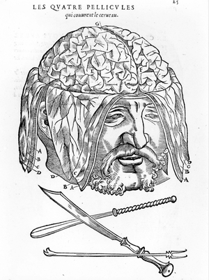Walter Hermann Ryff: anatomical description of all parts of the human body: the brain. Paris 1545