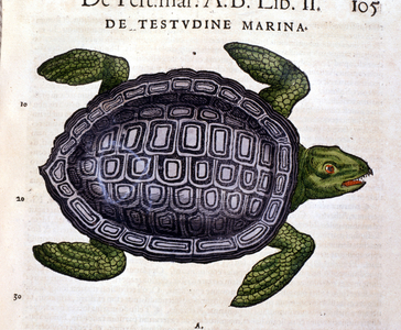 The sea turtle, according to the Historia Animalium of Conrad Gesner, Tiguri 1560.