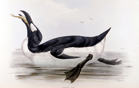 The Giant Penguin (Alca Impennis) - in The birds of Europe” by John Gould, London, 1837