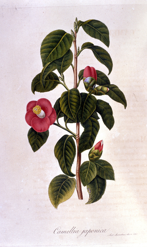 Botanical board: Camelia from Japan. 19th century engraving