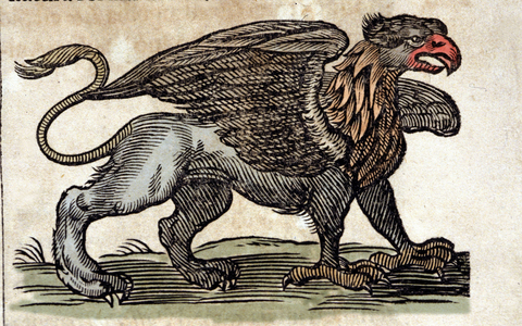 Representation of a griffon, fantastic creature half eagle half lion. Engraving from a work by Athanasius Kircher (1601 - 1680), Jesuite, orientalist and scholar.