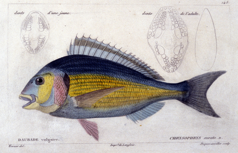 Sea bream after “Histoire naturelle des poissons” by Cuvier, Valenciennes, Paris, 1828.