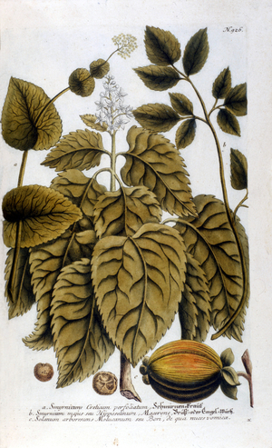 Smyrnium Cretium perfoliatum - Maceron de Crete or Maceron perfolia. Plate taken from the herbarium of J. W. Weinmann, 1737.