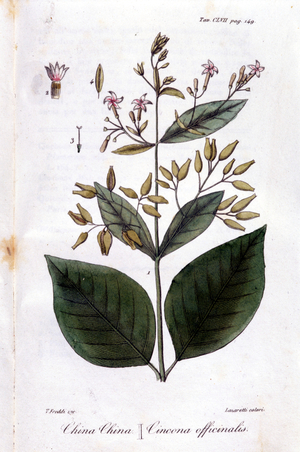 Plate of Quinquina (Cinchona Officinalis).