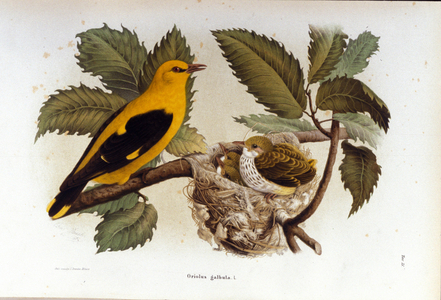 Ornithology: a loriot near the nest of its young.