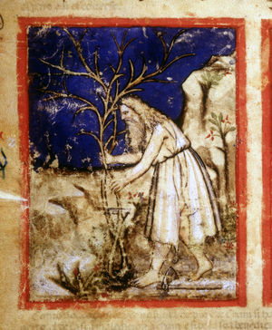 Page of a Bible manuscript. Noah's plant life. Miniature from codex 212 (or padovano codice or Bible of Padua) 1390-1400 Rovigo, Accademia dei Concordi