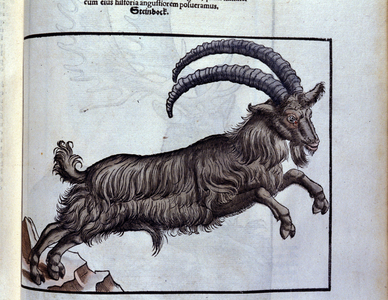 The capricorn after Historiae animalium by Konrad Gesner, Tiguri, 1555. Bibl. Nazionale Braidense, Milan.