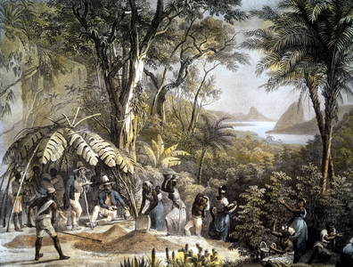 Brazil. Collect coffee by slaves under the supervision of settlers. Lithograph of about 1820.