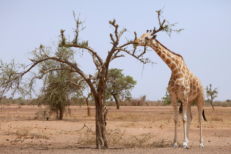 Giraffe in the park of Koure (60 Km East of Niamey). The giraffes of Koure are known to be the last giraffes in West Africa after the drought of the seventies. They remain under the threat of deforestation. Koure Niger