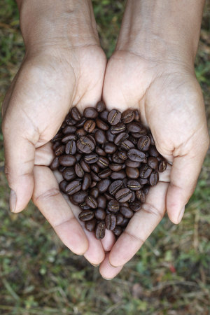 Hands holding coffee beans Hourtin France