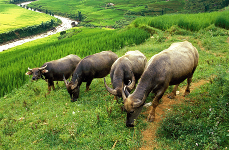 Buffaloes & rice fields in Sapa region, North Vietnam, SAPA, Vietnam