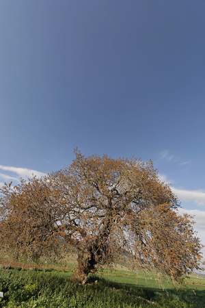Atlantic Pistachio (Pistacia Atlantica) tree in Beth Natofa valley, , Israel