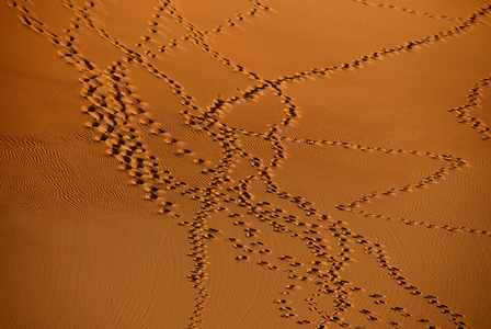 Tracks in the desert sand, SEBHA, LIBYE