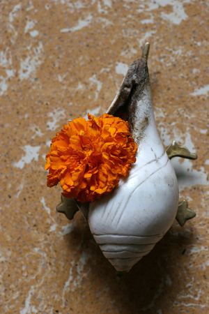 Conch in a Hindu temple Kolkatta Inde