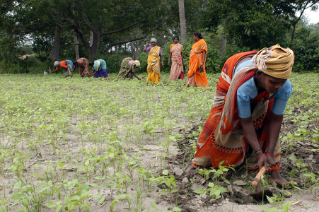 Outcaste women laboring land belonging to a high caste landowner, , Inde