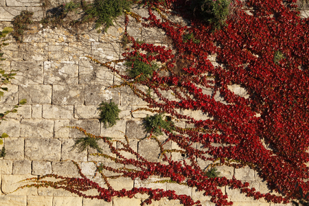 Ivy on wall in Saint Emilion Saint Emilion France