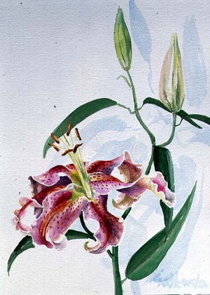 Lily, 1998 (w/c on paper) (see also 124444 & 124445)
