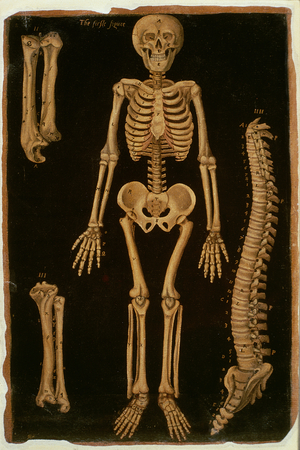Ms Hunter 364 Table II Dissection, from Anatomical Tables, by John Banister (1540-1610) (oil on brown paper)