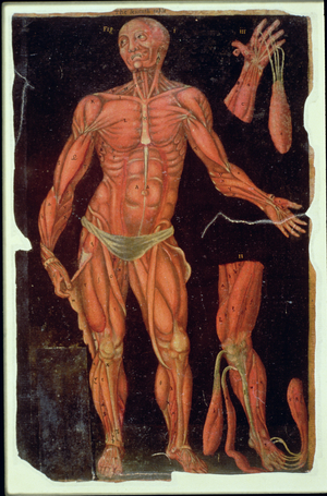Ms Hunter 364 Table VII Dissection, from Anatomical Tables, by John Banister (1540-1610) (oil on brown paper)