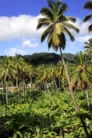 Agriculture: coconut and banana plantations, West Indies, Caribbean, Dominica (photo)